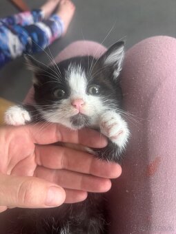 Daruji koťátka - 8