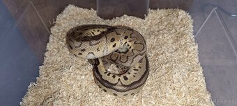 Krajta královská - 8