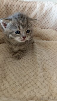 Britská whiskas kočička s PP - 8