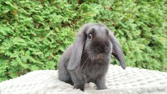 Zakrslý beránek, králíček, králík - JIMMY - 8