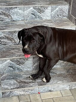 American Bully XL - 8