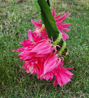 Prodám fylokaktusy - 8