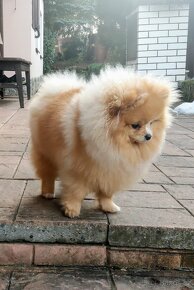 Pomeranian s PP ke KRYTÍ - krémový (žádný prodej) - 8