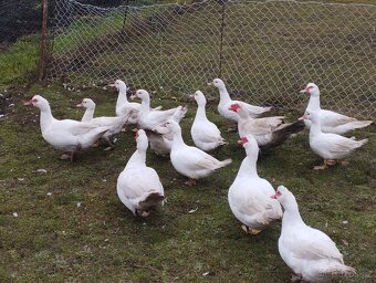 Kachna pižmová - 8