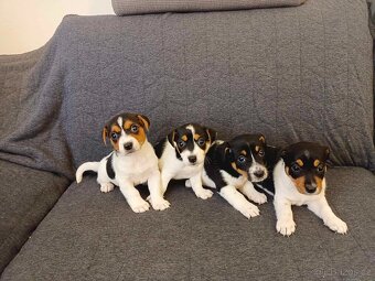 Jack russell - 8
