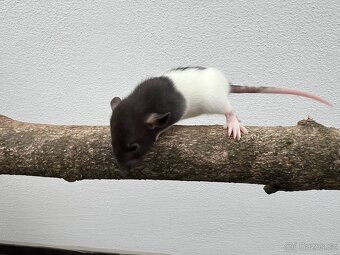 Potkan Dumbo - 8