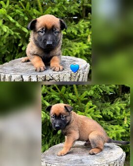 Belgický ovčák Malinois s PP po Edward Ad-Gür - 8
