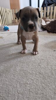 Americký stafordšírský teriér - 8