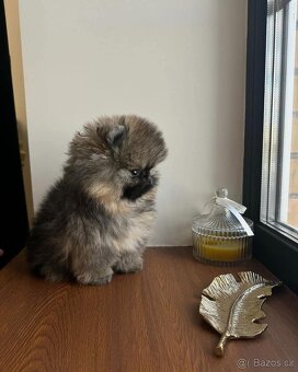 Pomeranian mini - 8