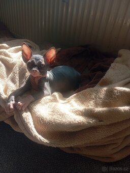 Koťátka Sphynx - 8