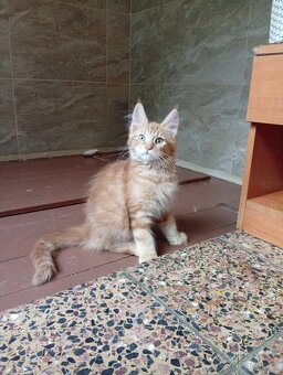 Mainská mývalí , MCO maine coon - 8