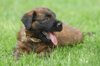 Briard s PP - 8