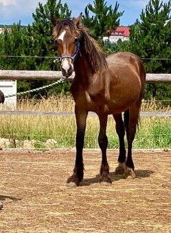Koně od 50 tis. - Welsh Cob - 8