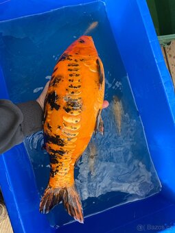 Koi - 8