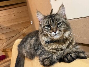 Mainská křížená koťátka - 8