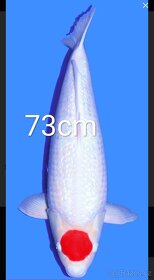 KOI KAPR originál Import , 12-70cm - 8