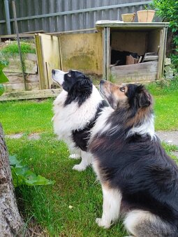 pejsek Border kolie ke krytí - 8