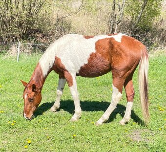 Valášci PH a QH - 8