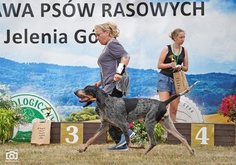Velký gaskonský pes Grand Bleu de Gascogne s PP FCI - 8