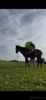 Hledám milující domov pro svého 4letého valacha s PP - 8