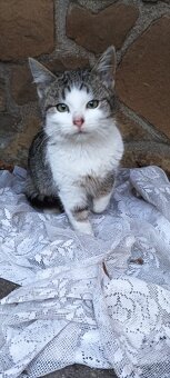 Koťátka daruji - 8