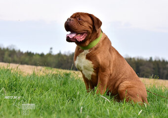 Brown hledá domov - 8