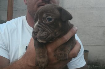 American Bully - ch.s Family Muscle Bullies - 8