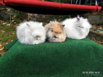 Teddy králíčci mláďata nové vrhy - 8