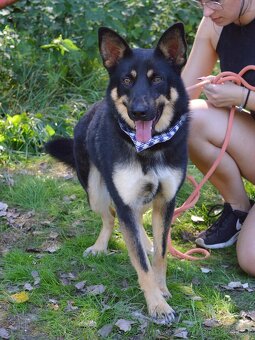 Janot hledá domov - 8