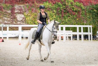 Líbivá connemara klisna do sportu - 8