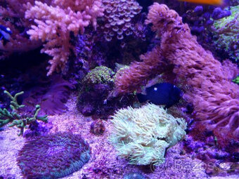 Mořské akvária. - 8