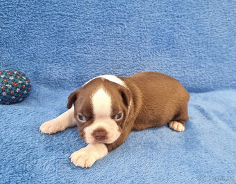 Boston terier,Bostonský terier,Boston terrier COLORED - 8