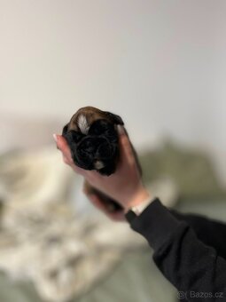 Německý boxer - Full european FCI pedigree - 8