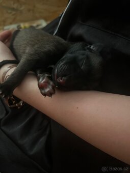 Belgický ovčák malinois-štěňata - 8