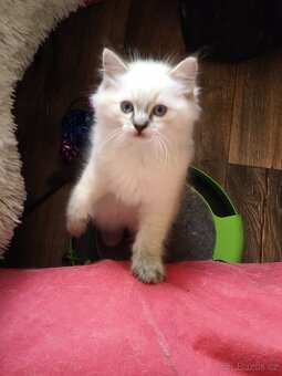 Ragdoll bez PP - 8