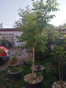 Prodám velké stromy - 8