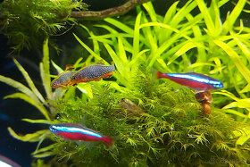 Dánio perlové - Razbora galaxy - 8