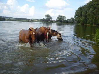 Ustájení v Mníšku pod Brdy - 8