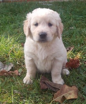 Zlatý retriever, zlatý retrívr - štěňata - 8