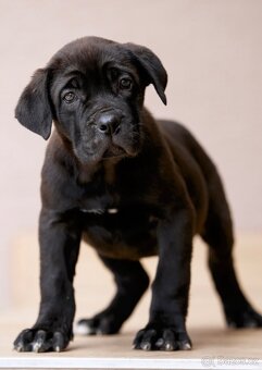 Bandog, Molos , Mastif - 8