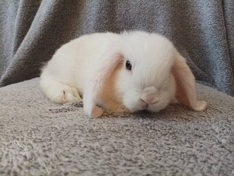 Samička zakrslého beránka 🐇🐇 - 8