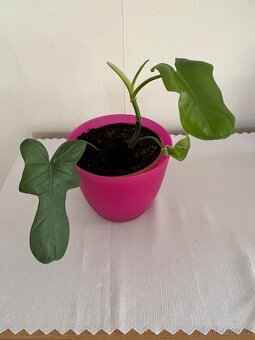 Pokojové rostliny - 8