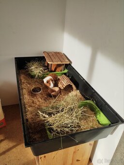 2 morčecí mladí samci nekastrovaní - jen spolu - 8