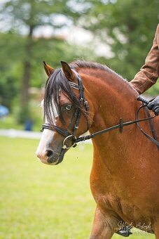 Připouštění Welsh mountain pony v AP - 8