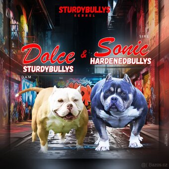 American bully s PP - 8