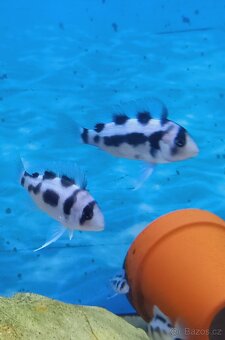Tanganyika - 8