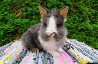 Zakrslý králík, králíček -(lvíček)-TIMMY - 8