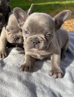 Francouzsky buldoček - 8