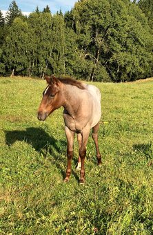 AQH hřebeček 2025 - 8