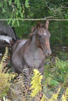 AQH hřebeček 2025 - 8